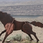26.05.2012 - Wild Horse Monument