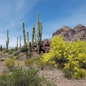 12 - Organ Pipe Cactus NM