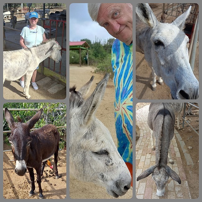 Donkey Sanctuary Aruba
