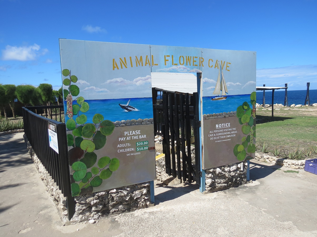 Animal Flower Cave