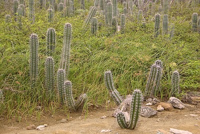 Kaktus auf Bonaire