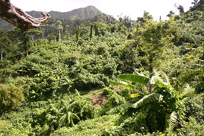 Regenwald Grenada