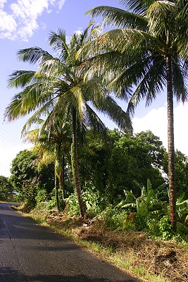 Dominica Dominica