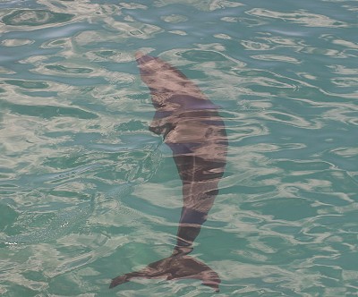 Coracao Sea Aquarium