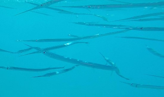 Pinoccio-Fische Pinoccio-Fische