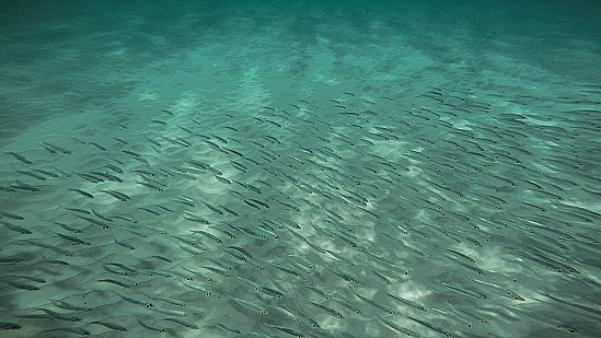 im sandigen Teil des Meeres eine sand- oder silberne Farbe im sandigen Teil des Meeres eine sand- oder silberne Farbe