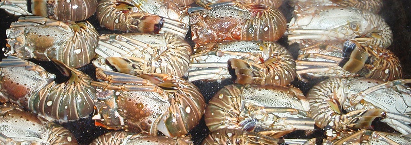 grenzwertig? lecker Lobster, hmmmmmmmmmmmmmmmmmmmm .....