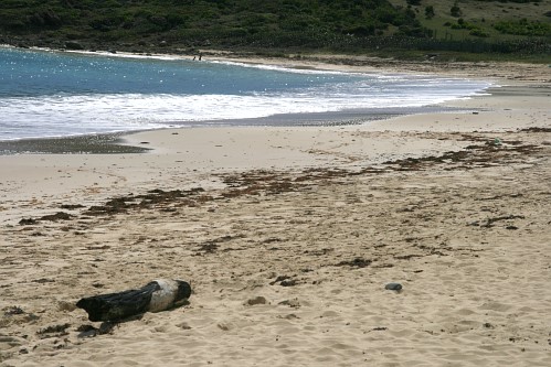 St. Maarten - Guana Bay