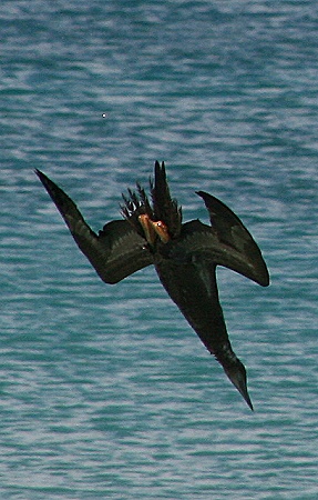 Anguilla - Crocus Bay