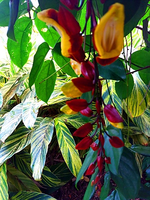 Jardin Botanique de Deshaies