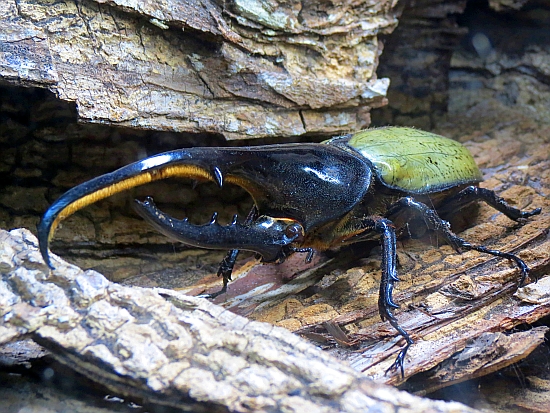 Zoo de Guadeloupe - Dynastes hercules