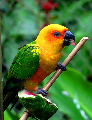 Zoo de Guadeloupe Zoo de Guadeloupe