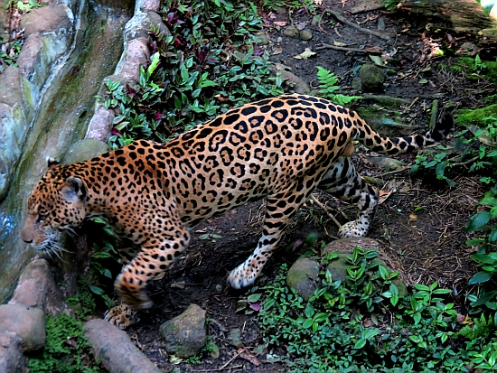 Zoo de Guadeloupe - Leopard
