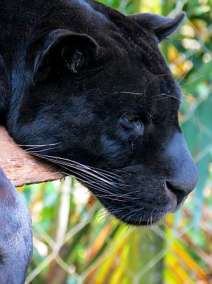 Zoo de Guadeloupe - Jaguar noir