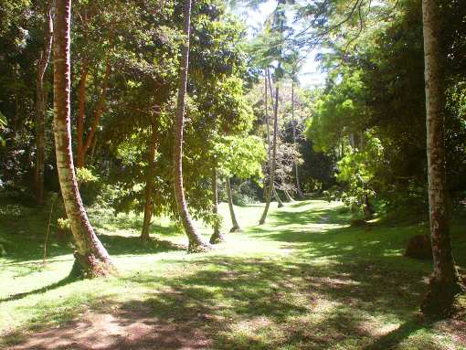 Welchman Gully - Barbados