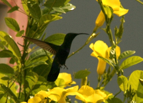 Kolibri - Barbados