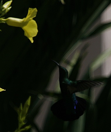 Kolibri - Barbados