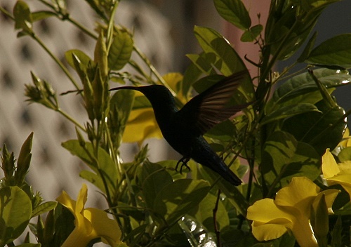 Kolibri - Barbados