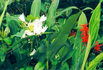 El Yunque Flower