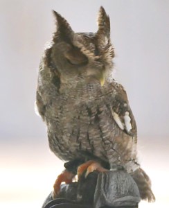 Flamingo Gardens Flamingo Gardens