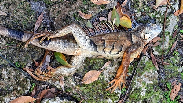 Iguana