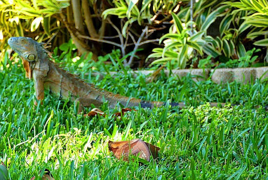 floridianischer Leguan floridianischer Leguan