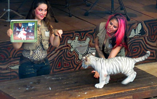 wenig daran interessierte Tigerbabies wenig daran interessierte Tigerbabies