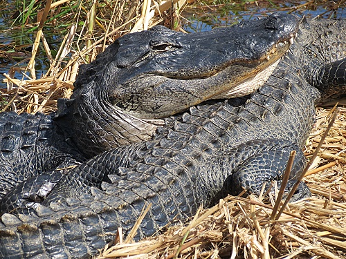 Die beiden Schmuseechsen im Bild lagen am Ende des Anhinga Trails.... Die beiden Schmuseechsen im Bild lagen am Ende des Anhinga Trails....