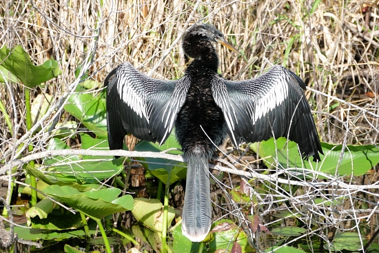 fünf bis sieben Anhingas fünf bis sieben Anhingas