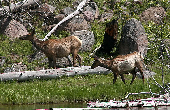 Mule Deers