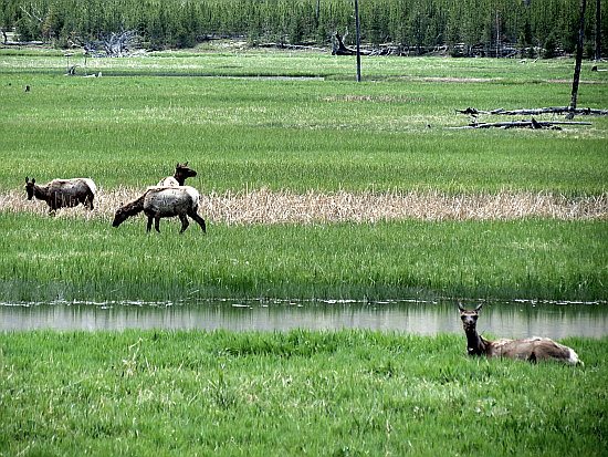 Mule Deers