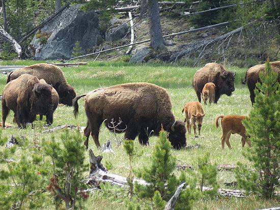Eine Bisonfamilie mit Kindern