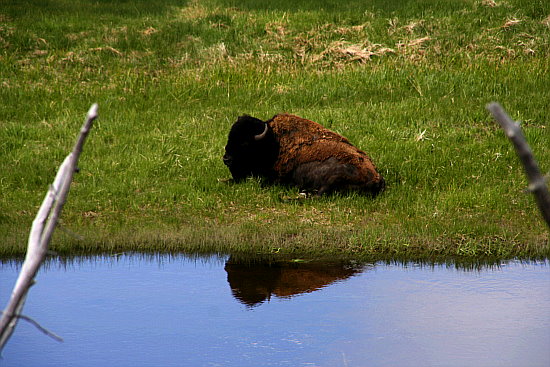 Ein Bison, kuck mal da....