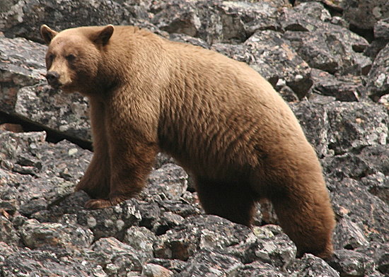 Grizzlybär Grizzlybär