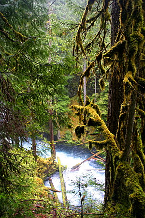 Koosah Falls