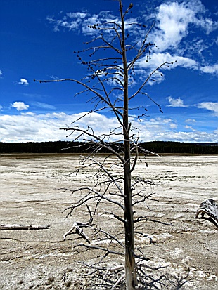 Lodgepole Pine