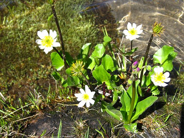 Marsh Marigold