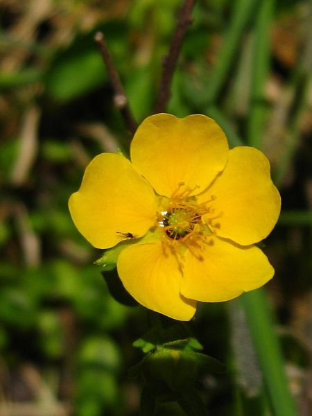 Fanleaf Cinquefoil