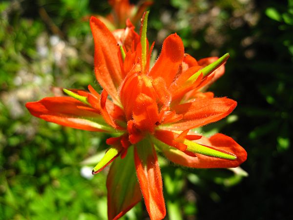 Giant Red Paintbrush