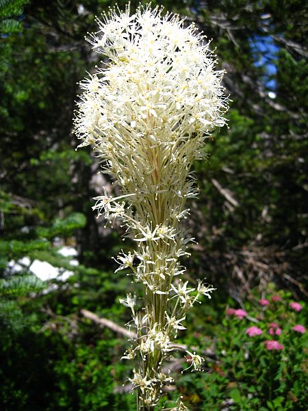 Beargrass