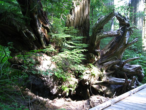 Grove of the Patriarchs