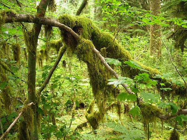 Hall of Mosses Trail Hall of Mosses Trail