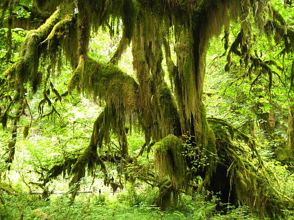 Hall of Mosses Trail Hall of Mosses Trail
