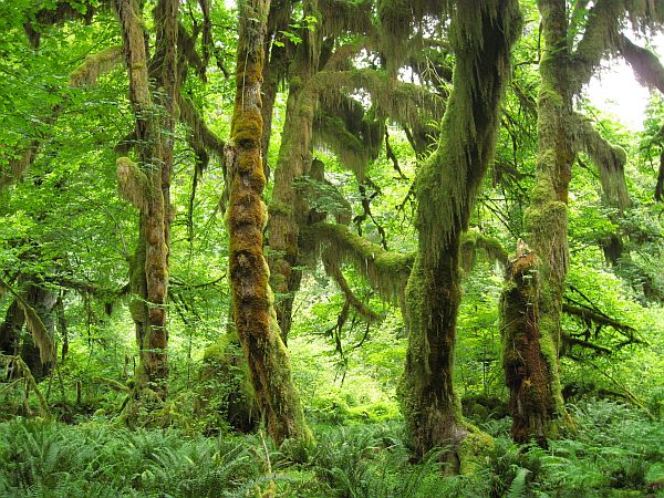 Hall of Mosses Trail Hall of Mosses Trail
