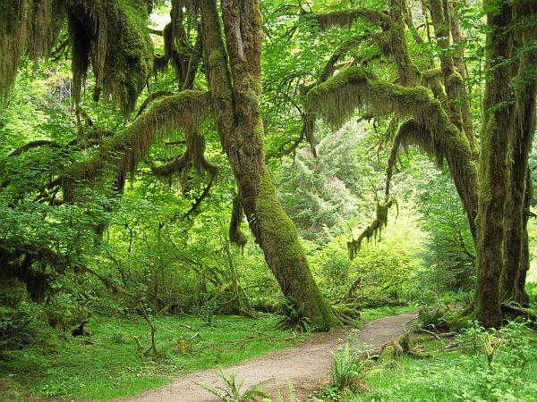 Hall of Mosses Trail Hall of Mosses Trail