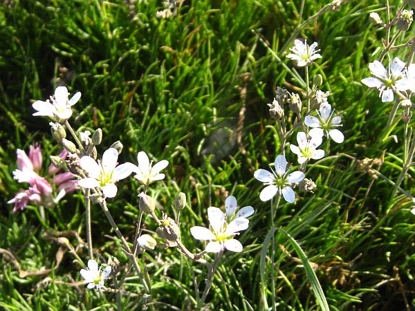 Sandwort