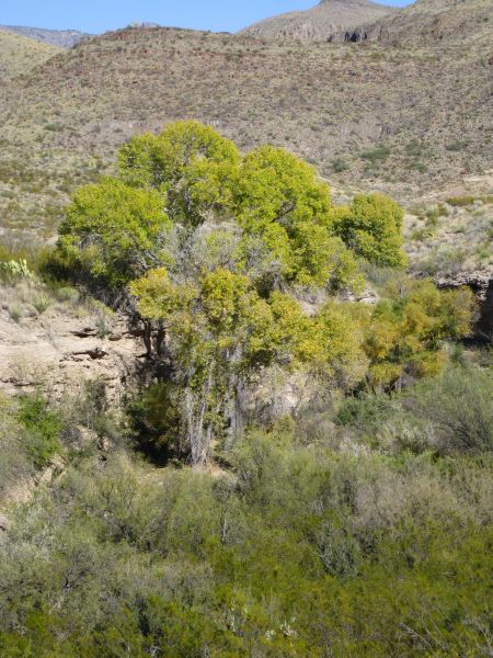 Big Bend NP