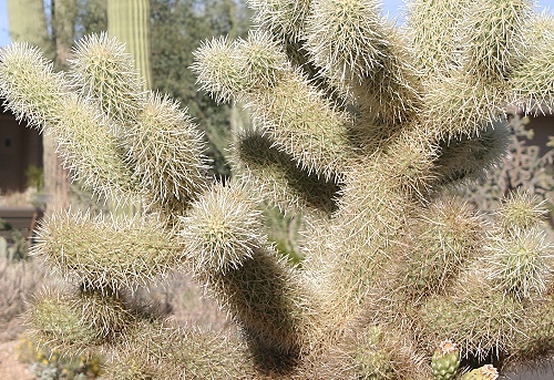Saguaro National Park East Saguaro National Park East