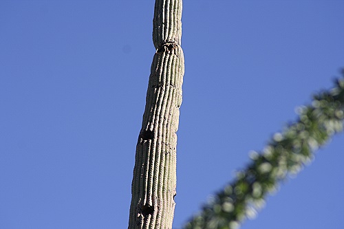 Saguaro National Park East Saguaro National Park East