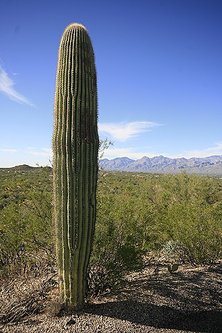 Saguaro National Park East Saguaro National Park East